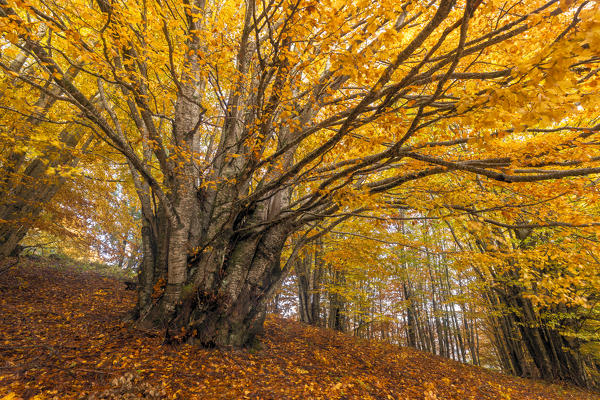 Sila National Park, Sila, Coturelle, Piccione, Catanzaro, Calabria, Italy Alberi colorati nel Parco Nazionale della Sila