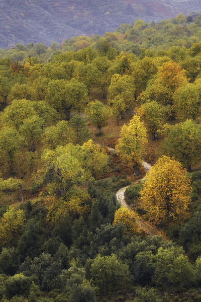 Sila National Park, Sila, Zagarise, Catanzaro, Calabria, Italy - Chestnut in Sila