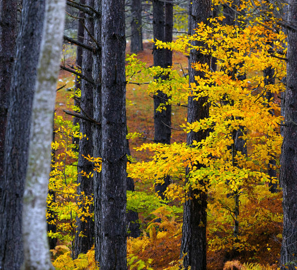 Sila National Park, Sila, Coturelle, Piccione, Catanzaro, Calabria, Italy Alberi colorati nel Parco Nazionale della Sila