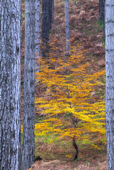 Sila National Park, Sila, Poverella, Villaggio Mancuso, Catanzaro, Calabria, Italy. Solitary autumnal tree. 