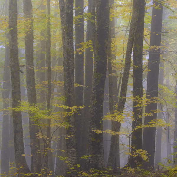 Sila National Park, Buturo, Catanzaro, Calabria, Italy