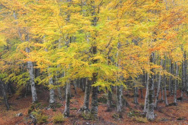 Sila National Park, Buturo, Catanzaro, Calabria, Italy