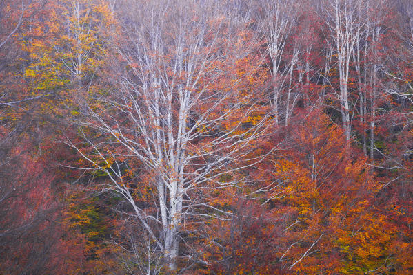 Sila National Park, Sila, Crotone, Calabria, Italy. Autumnal color 
