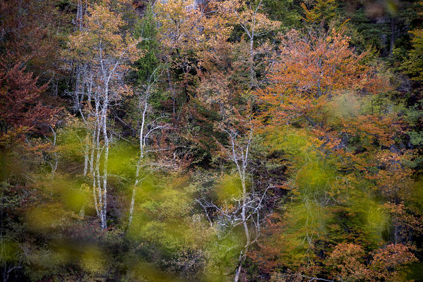 Plitvice national park,Karlovac region, Croatia district, Europe
detail in the wood.