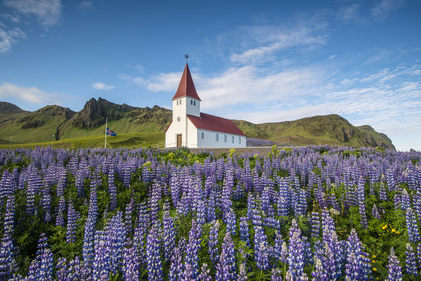 Vik i Myrdal, Southern Iceland. Fields of lupins in bloom and the town church.