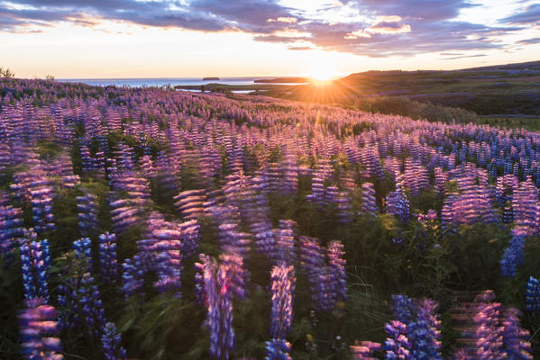 Husavik, Nordurland region, Northern Iceland. Field of lupins under the midnight sun.