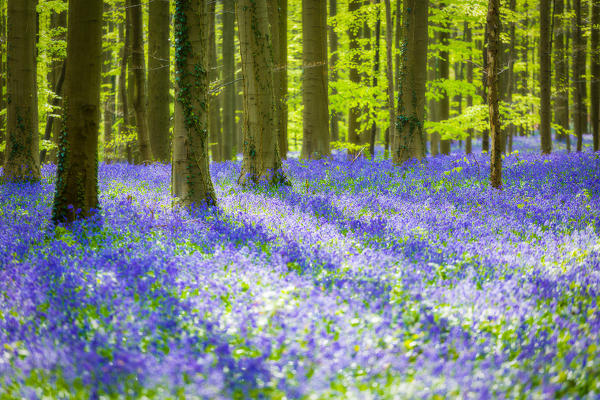 Hallerbos, beech forest in Belgium full of blue bells flowers.