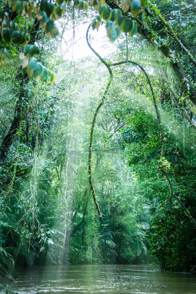 Tortuguero National Park, Costa Rica, view of the rainforest from a boat in the canals