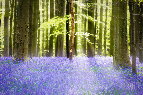 Hallerbos, beech forest in Belgium full of blue bells flowers.