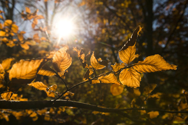 Molveno forest, Trentino South Tyrol, Italy. The colours of autumn into the beech woods.