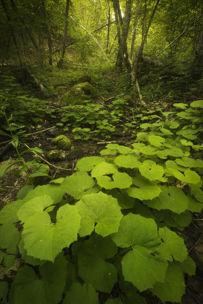 Blooming of wild plants in the forest. Canton Ticino, Switzerland