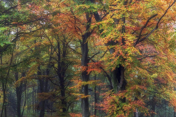 Autumn Forest in Campo Dei Fiori, Varese, Lombardy, Italy