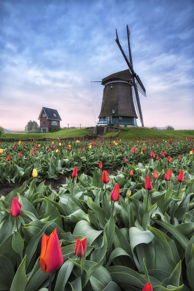 View of multicolored fields of tulips and windmills at spring Berkmeer Koggenland North Holland Netherlands Europe