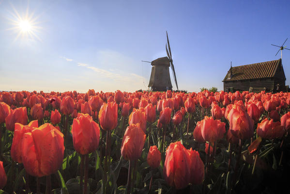Red tulips in foreground and blue sky frame the windmill in spring Berkmeer Koggenland North Holland Netherlands Europe