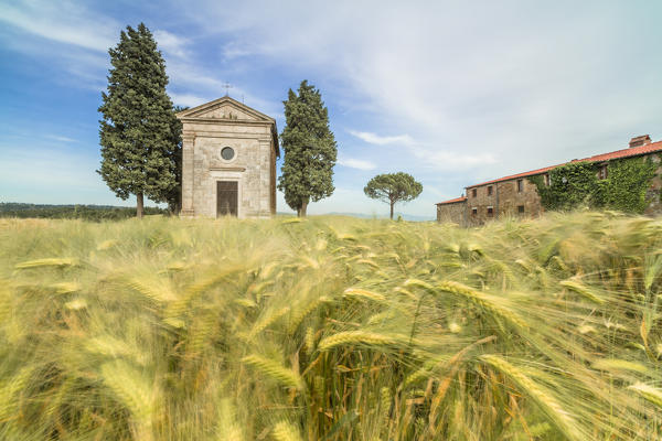 Fields of ears of corn on the gentle green hills of Val d'Orcia province of Siena Tuscany Italy Europe