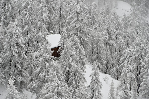 Chalet in a snowy forest,Gressonay Valley, Aosta Valley, Italy