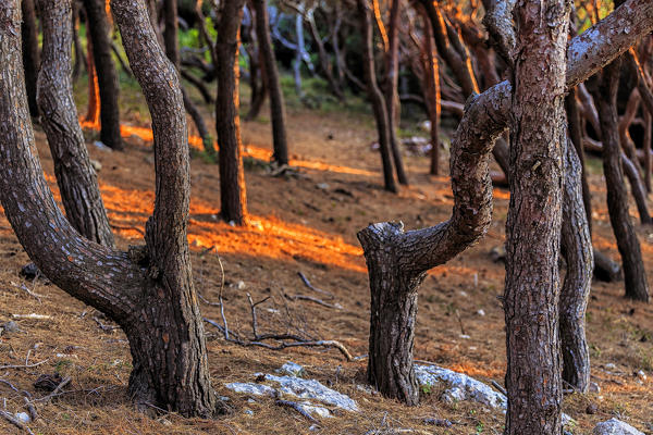 Sunlight filters in the aleppo forest of San Domino Island, Tremiti Islands, Foggia, Puglia, Italy.