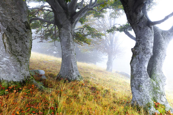 Fog among secular trees. Montemezzo, Como Lake, Lombardy. Italy.