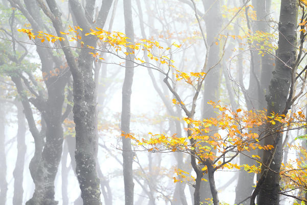 Branch of a tree with leaves in autumn garment during a foggy day. Montemezzo, Como Lake, Lombardy. Italy.