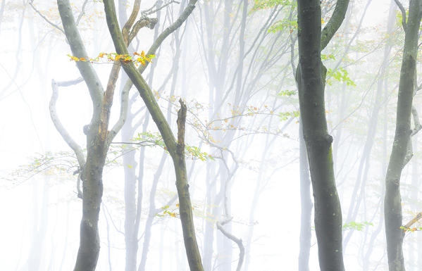 Fog among the forest trees during autumn. Montemezzo, Como Lake, Lombardy. Italy.