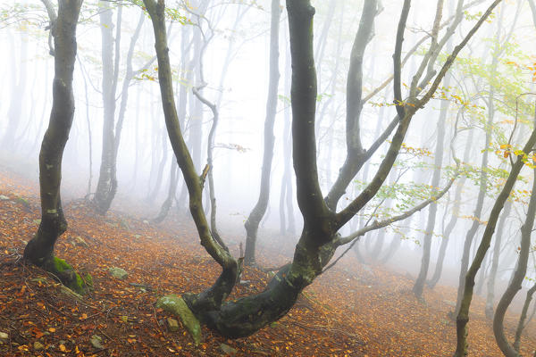 Fog among the forest trees during autumn. Montemezzo, Como Lake, Lombardy. Italy.