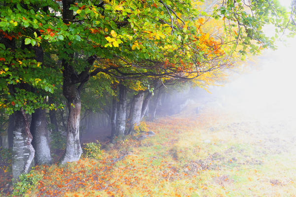 Fog on the edge of the forest. Montemezzo, Como Lake, Lombardy. Italy.