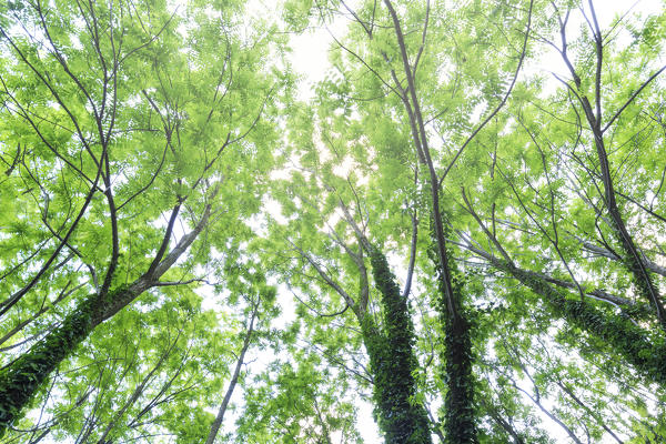 Trees covered with ivy. Berbenno di V.na, Valtellina, Lombardy, Italy.
