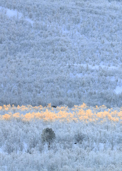 Frozen trees in the boreal forest, Abisko, Kiruna Municipality, Norrbotten County, Lapland, Sweden