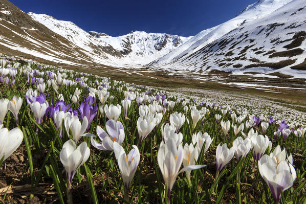 Crocus explosion in Juf, Val d'Avers, Grisons, Switzerland