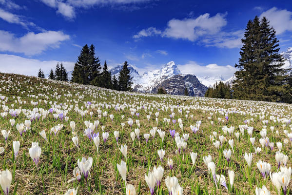 Crocus (Crocus vernus) bloom at Alp Flix, with Piz Platta in the background, Sur, Grisons, Switzerland