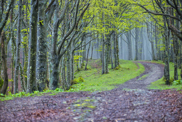 Path in the forest, Foreste Casentinesi NP, Emilia Romagna district, Italy