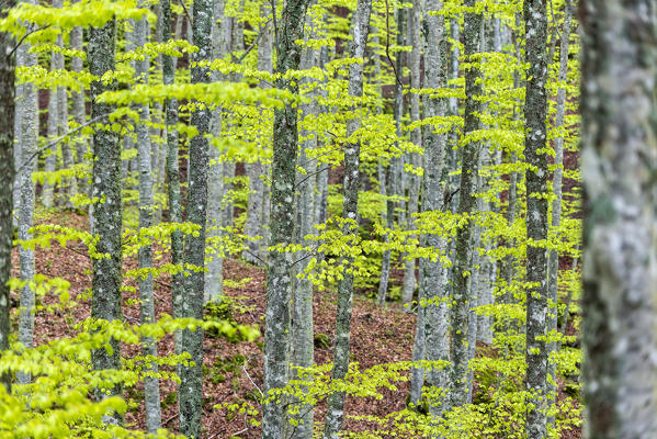 Forest in Autumn, Foreste Casentinesi NP, Emilia Romagna district, Italy