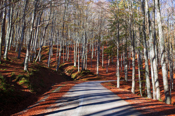 Europe,Italy ,Tuscan Emilian Appennines, the nature reserve in Italy ,biogenetic nature reserve of Badia Prataglia 