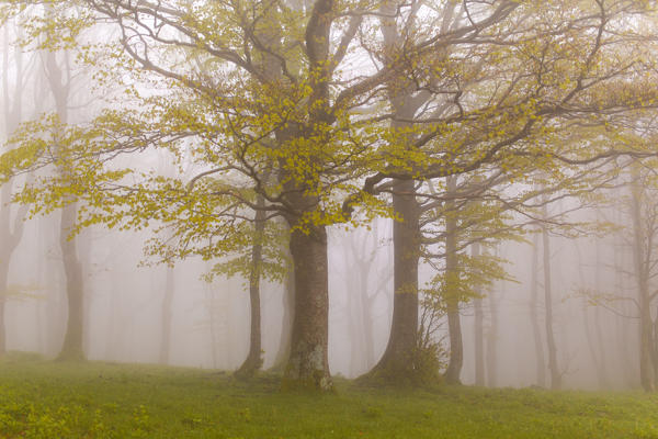 Europe,Italy ,Tuscan Emilian Appennines, the nature reserve in Italy ,biogenetic nature reserve of Badia Prataglia 