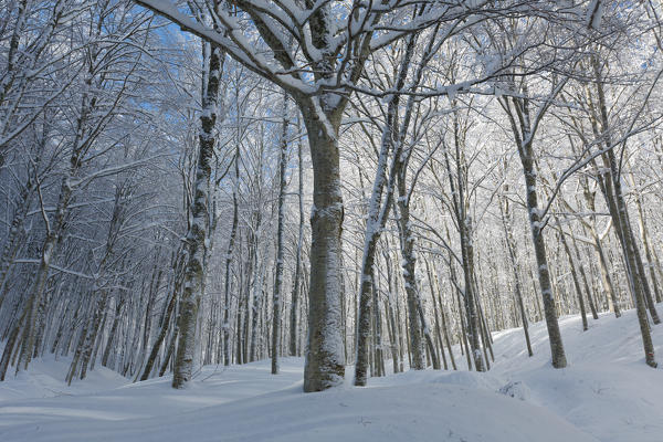 Europe,Italy ,Tuscan Emilian Appennines, the nature reserve in Italy ,biogenetic nature reserve of Badia Prataglia 
