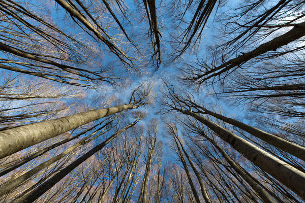 Europe,Italy ,Tuscan Emilian Appennines, the nature reserve in Italy. Biogenetic nature reserve 