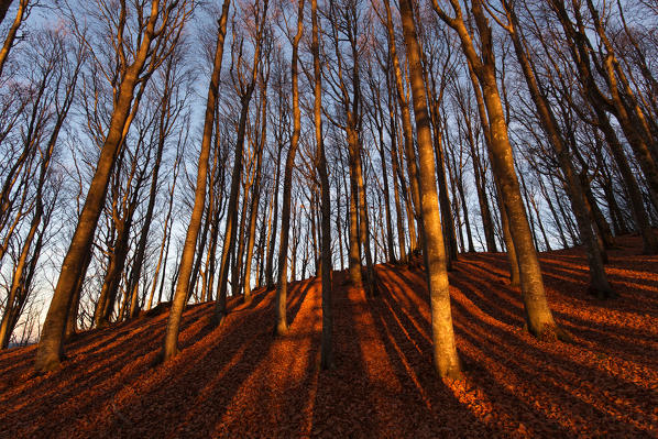 Europe,Italy ,Tuscan Emilian Appennines, the nature reserve in Italy. Biogenetic nature reserve 