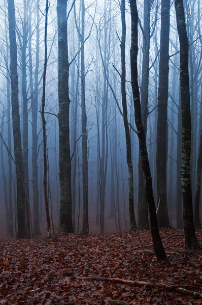 A woodland in the italian apennines in autumn. Aveto valley, Genoa, Italy, Europe