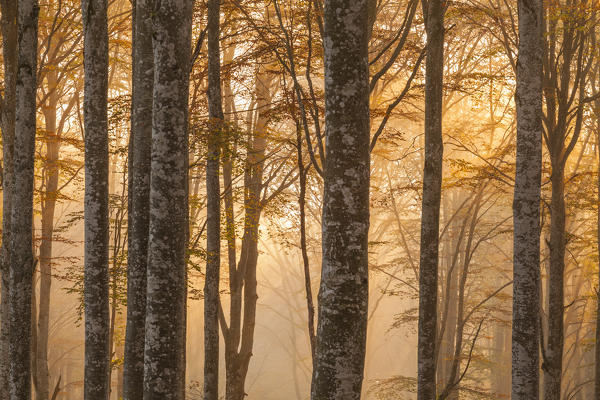 Cansiglio forest, Veneto, Italy. Morning into the forest