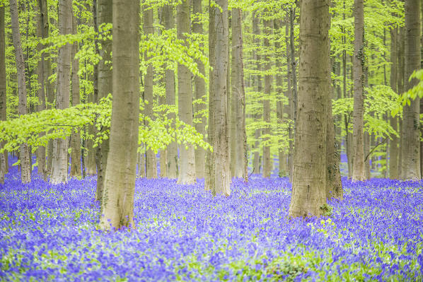 Bluebells into the Halle Forest, Halle, Bruxelles, Flandres, Belgium