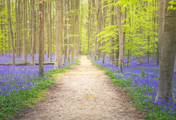 Bluebells into the Halle Forest, Halle, Bruxelles, Flandres, Belgium