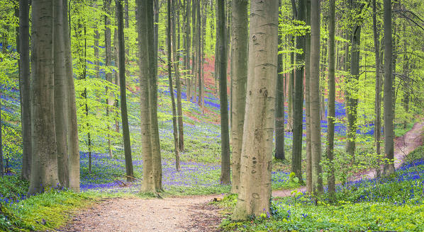 Bluebells into the Halle Forest, Halle, Bruxelles, Flandres, Belgium