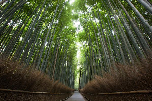 The arashyiama baboo grove in western kyoto at dusk.