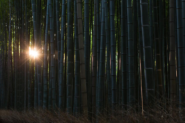 The sun breaks thru the bamboo in Arashiyama forest, in Kyoto.