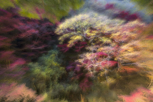A Japanese forest in Osaka prefecture depicted in Autumn by varying the focal length in a long exposure