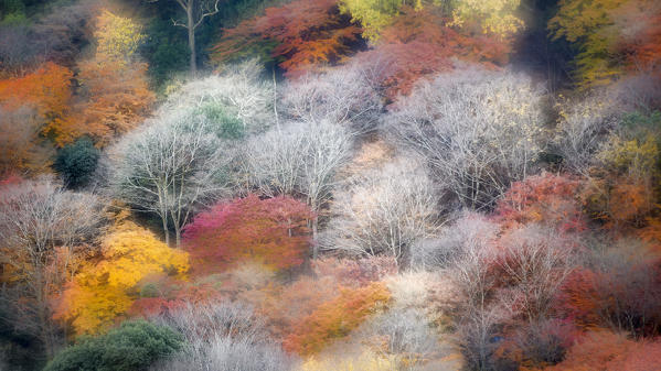 Arashiyama, Kyoto, Japan

