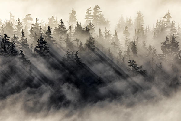 Chugach national forest, Kenai Peninsula, Alaska, United states of America ( usa ), North America
