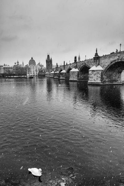 Prague, Czech Republic. Black and white photo. A swan in the Moldava river water while it snows